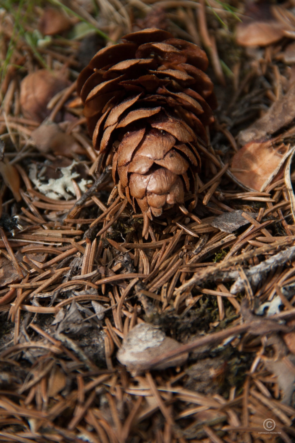 käpy | Kuvia | Visual Finland -kuvapankki